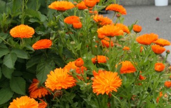 Оранжевые соцветия календулы