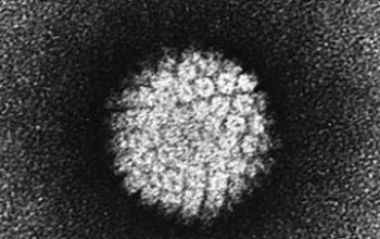Папилломавирус человека (ВПЧ)